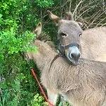 La Roulotte De La Croix Campeggio