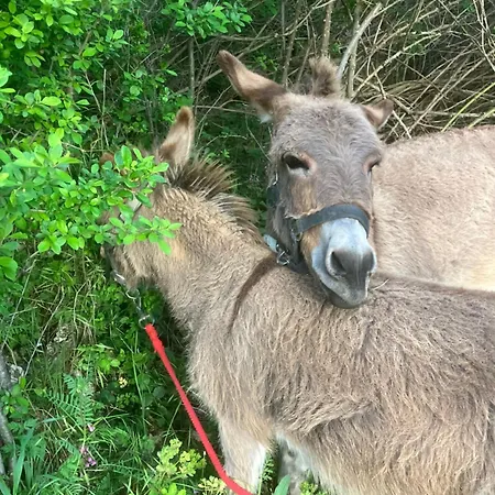 La Roulotte De La Croix Campeggio