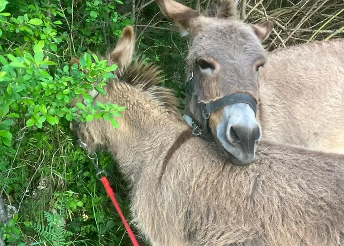 La Roulotte De La Croix Campsite